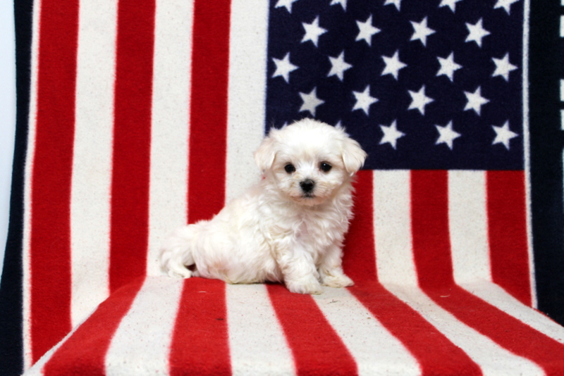 puppy, for, sale, Maltese, Matthew B. Stoltzfus, dog, breeder, Gap, PA, dog-breeder, puppy-for-sale, forsale, nearby, find, puppyfind, locator, puppylocator, aca